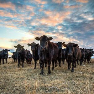 ANGUS MAL-QARA CİNSİ