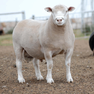 ÎLE-DE-FRANCE QOYUN CİNSİ