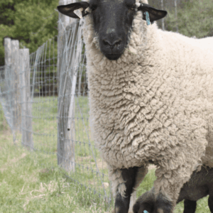 ALMAN KARABAŞ QOYUN CİNSİ