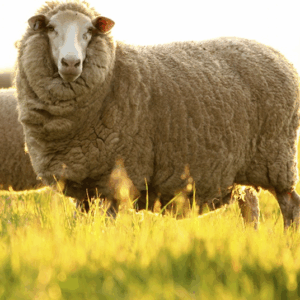 LANDSHAF MERİNO QOYUN CİNSİ