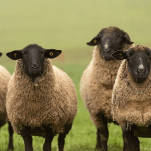 SUFFOLK QOYUN CİNSİ