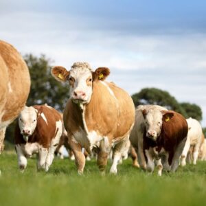 SİMENTAL MAL-QARASI