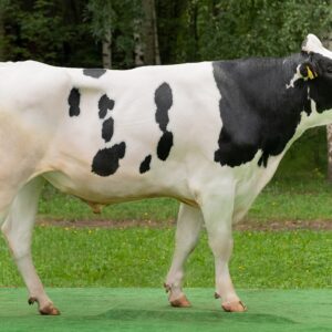 HOLSTEIN-FRİZ İNƏYİ