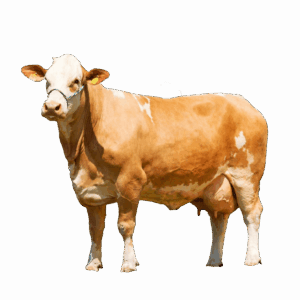 Simmental